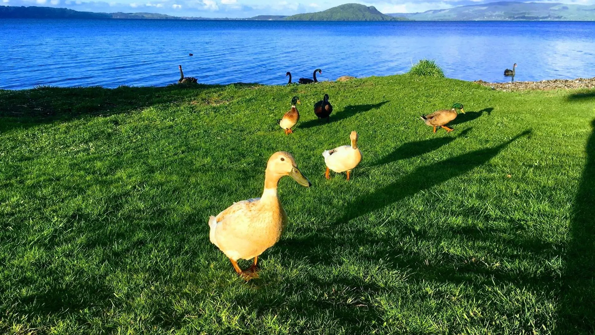 Blue Cottage, On The Lake 로토루아 펜션